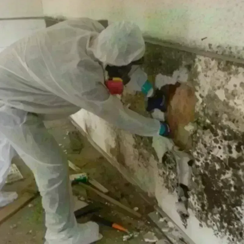 Mold Remediation and Removal in Tulsa, OK